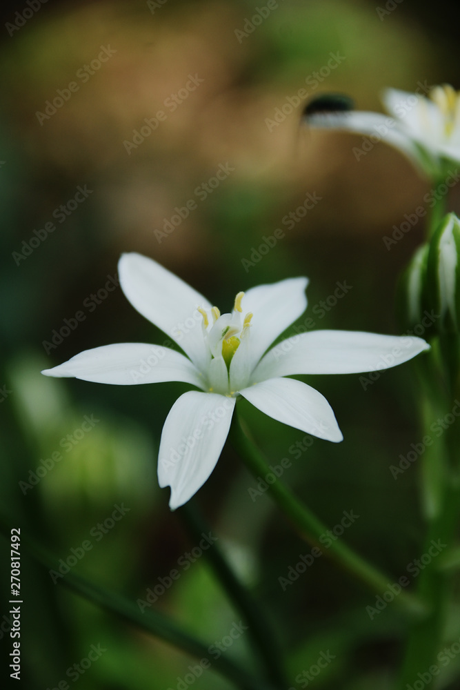 Star of Bethlehem - Ornithogalum umbellatum. It is called “Oamana” in Japan. Star of Bethlehem - Ornithogalum umbellatum. It is called “Oamana” in Japan.
