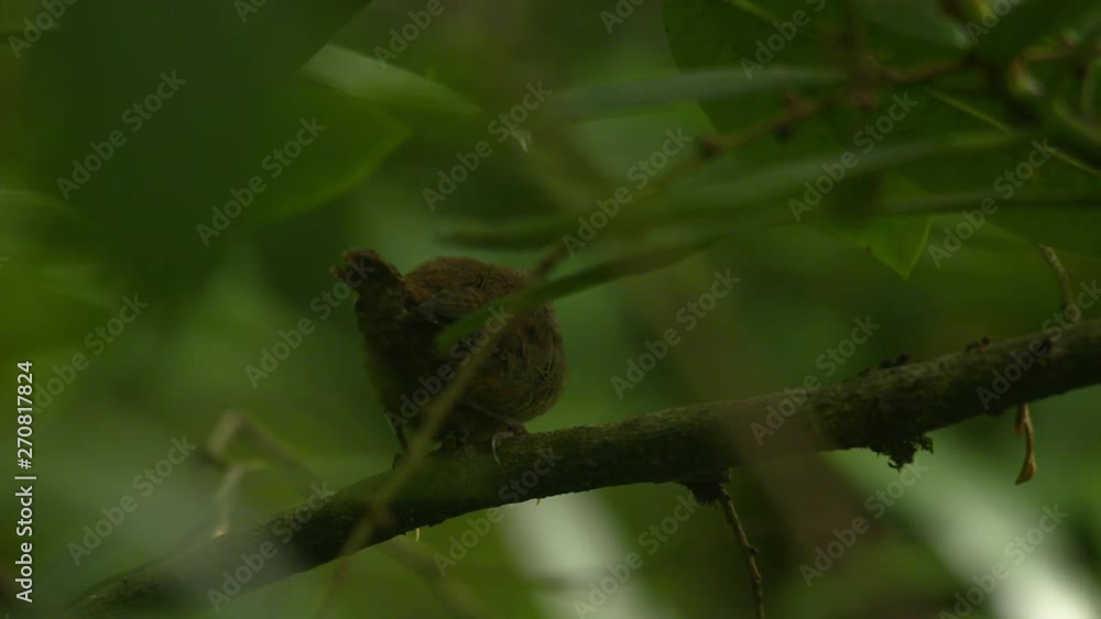 Wren small bird rear view flying away green forest Ireland slow motion Wren small bird rear view flying away green forest Ireland slow motion