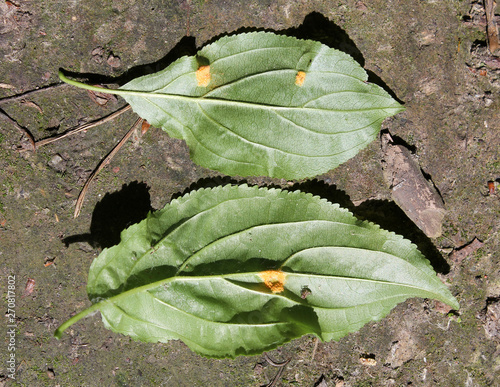 Aecia of Barley crown rust (Puccinia coronata) on green leaves of Rhamnus cathartica or Purging buckthorn, May, Belarus photo