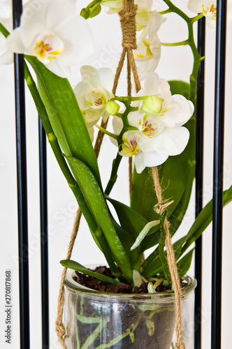 Orchid flowers plants in unique framework design glass pots. Abstract gift concept.