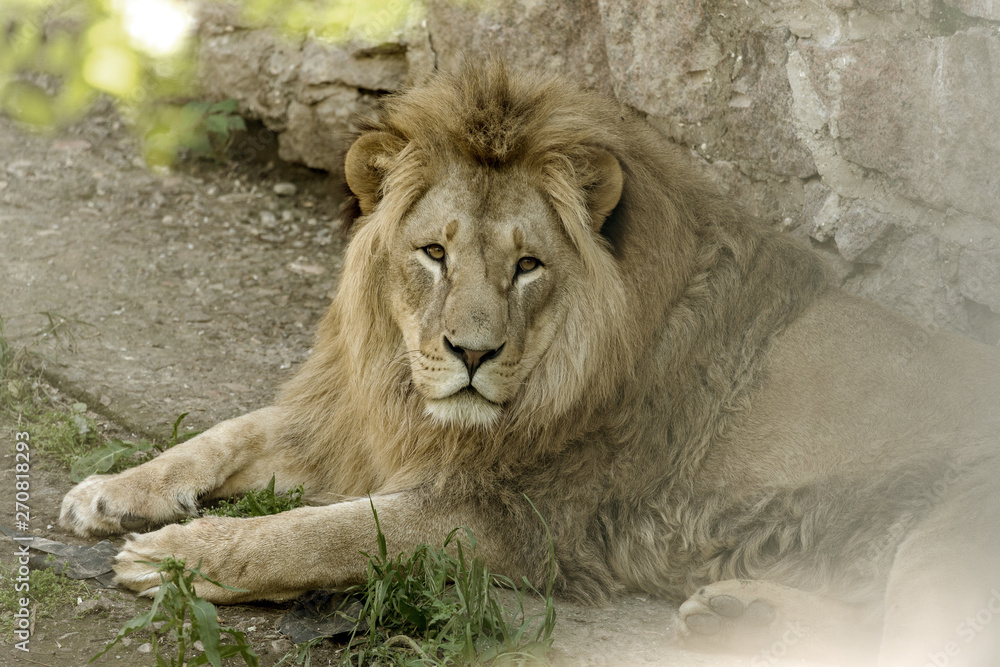 Big African lion lies in the zoo aviary. Lion sunbathing and posing for the audience at the zoo Big African lion lies in the zoo aviary. Lion sunbathing and posing for the audience at the zoo