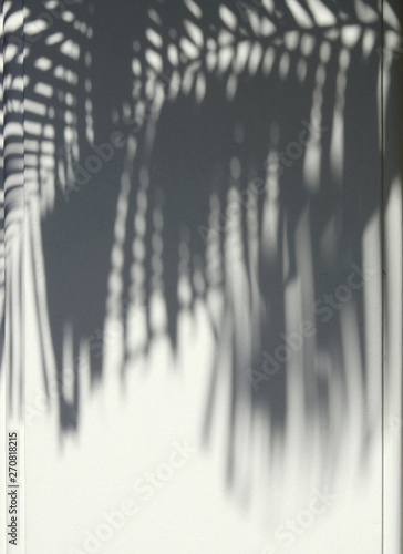 shadow palm leaves on white wall