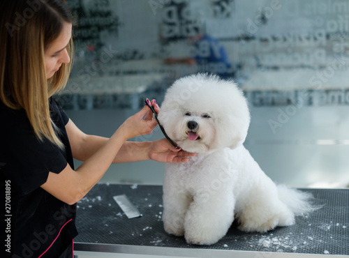 Fotografie Bichon Fries at a dog grooming salon