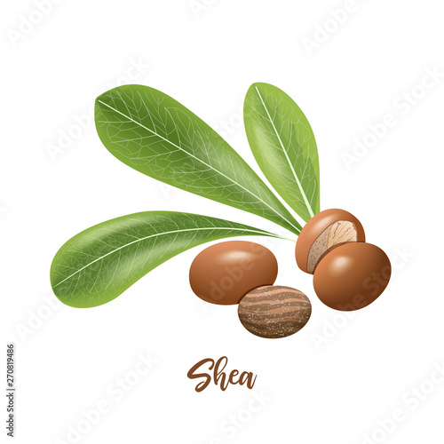 Shea nuts and leaves. shi tree pods whole and peeled. Vitellaria paradoxa. Card template copy space. Oilplant