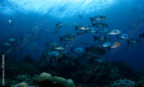 Amazing underwater world - Bigeye Trevally (Caranx sexfasciatus). A big school of fish. Diving, wide angle photography. Raja Ampat, Indonesia.