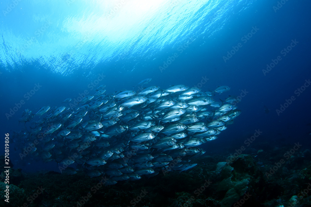 Naklejka premium Amazing underwater world - Bigeye Trevally (Caranx sexfasciatus). A big school of fish. Diving, wide angle photography. Raja Ampat, Indonesia.