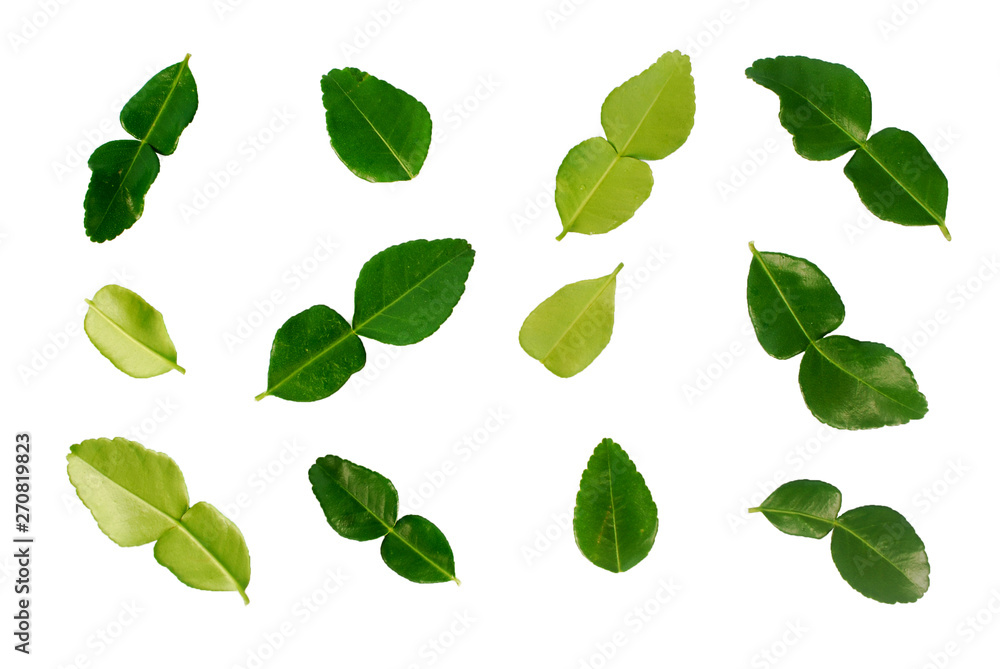 Kaffir lime leaves on white background.(with Clipping Path). Kaffir lime leaves on white background.(with Clipping Path).