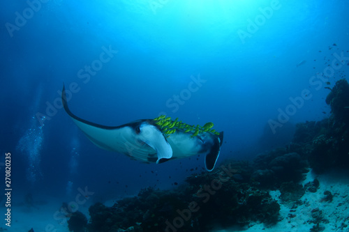 Amazing underwater world - Manta Rays. Bali, Nusa Penida island, Raja Ampat. Clear blue sea.
