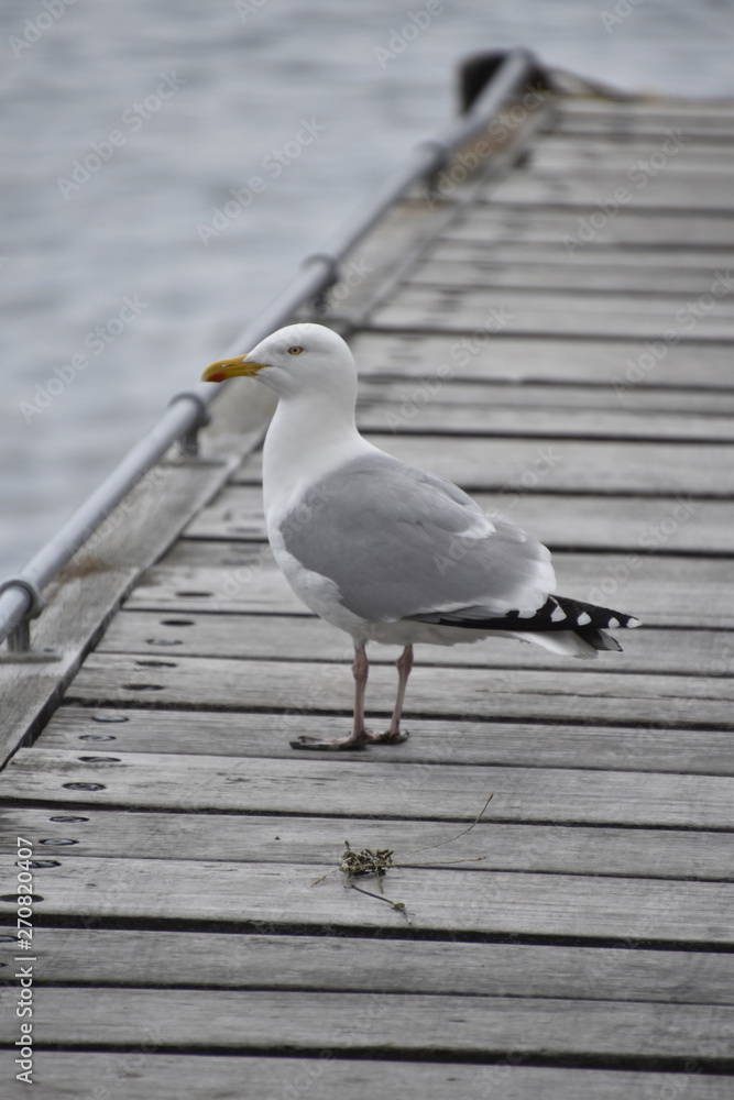 seagull on pier seagull on pier