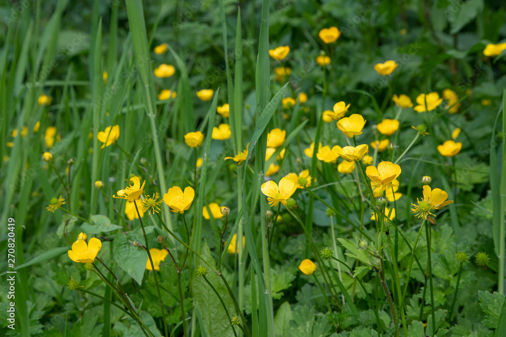 buttercups yellow in the green grass buttercups yellow in the green grass