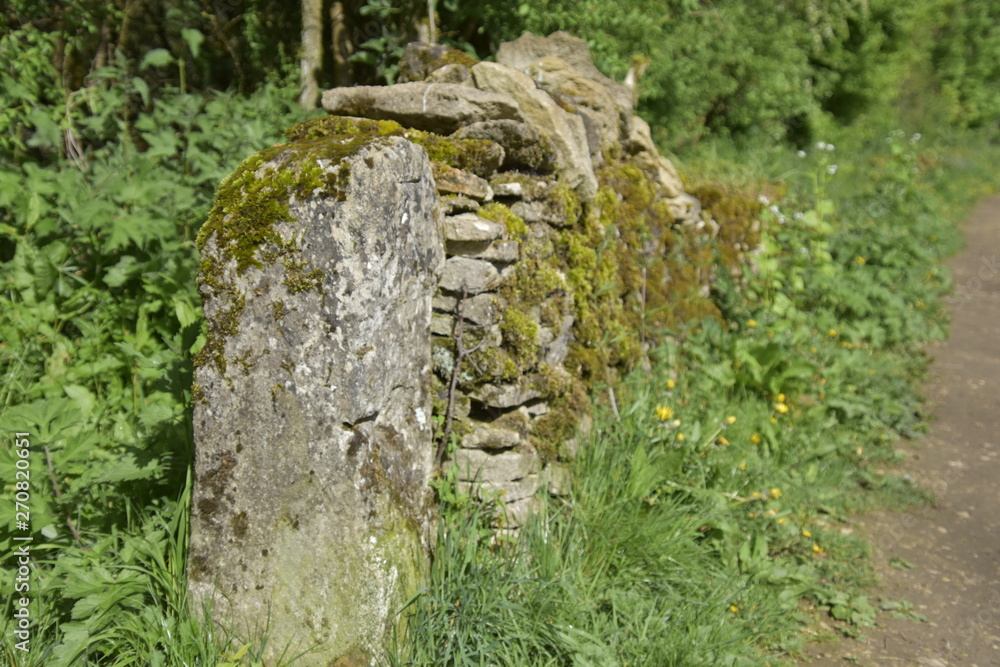 moss on the wall moss on the wall