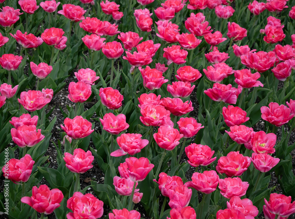 Pink tulips in city park 5