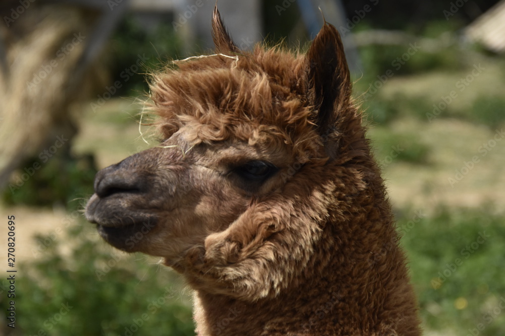 Obraz premium Alpaca