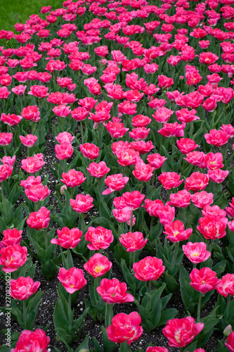Fototapeta Naklejka Na Ścianę i Meble -  Pink tulips in city park 4