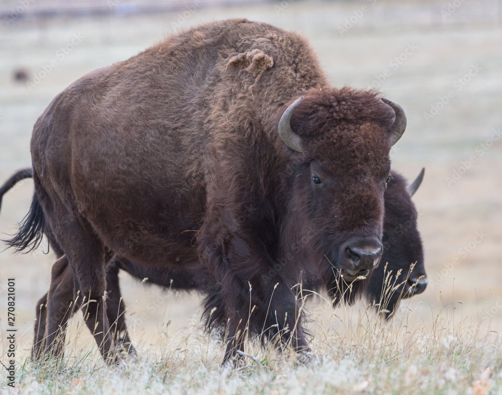 American Bison on the High Plains of Colorado American Bison on the High Plains of Colorado