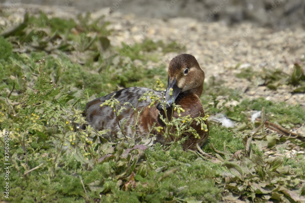 Duck nesting