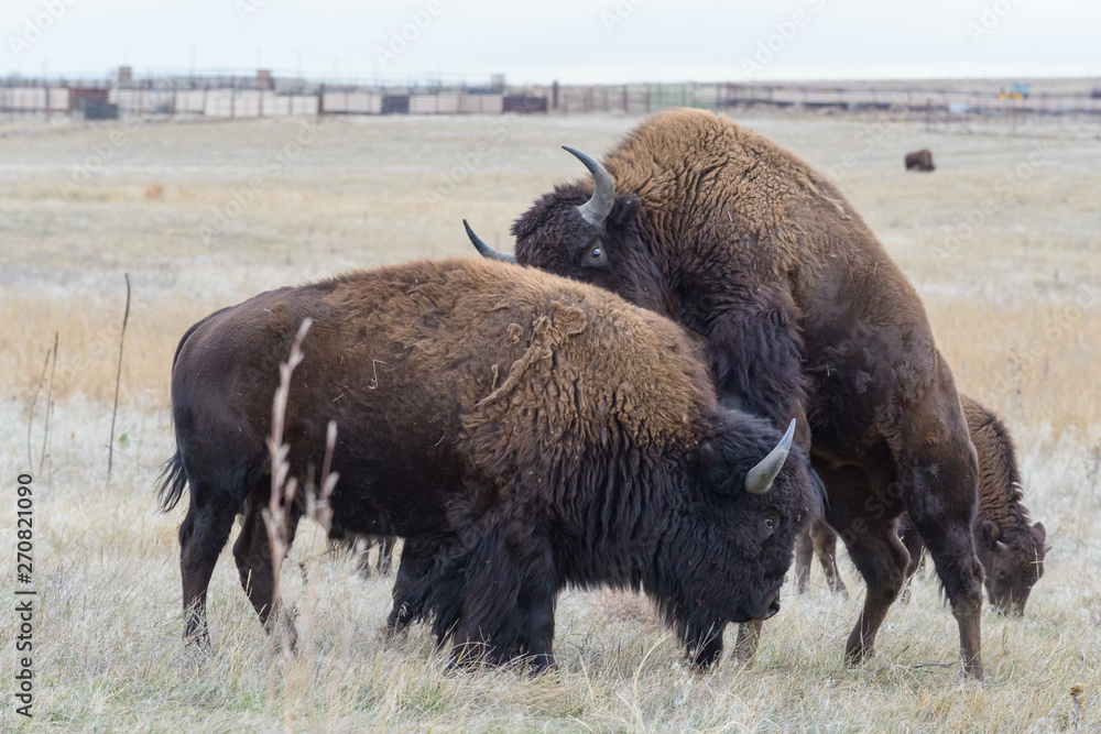 American Bison on the High Plains of Colorado American Bison on the High Plains of Colorado