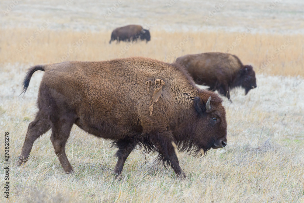 American Bison on the High Plains of Colorado American Bison on the High Plains of Colorado