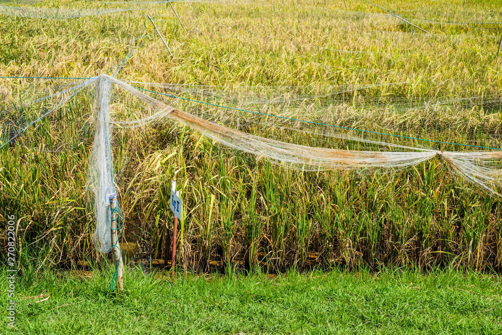 Fototapeta premium Experiment Rice Genetics Farm