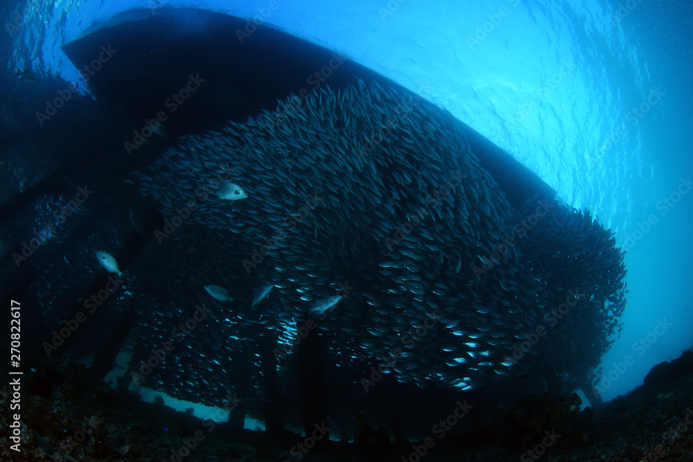 Fototapeta premium Underwater world - giant sсhool of fish. Diving and underwater photography. Papua, Raja Ampat, Indonesia. 