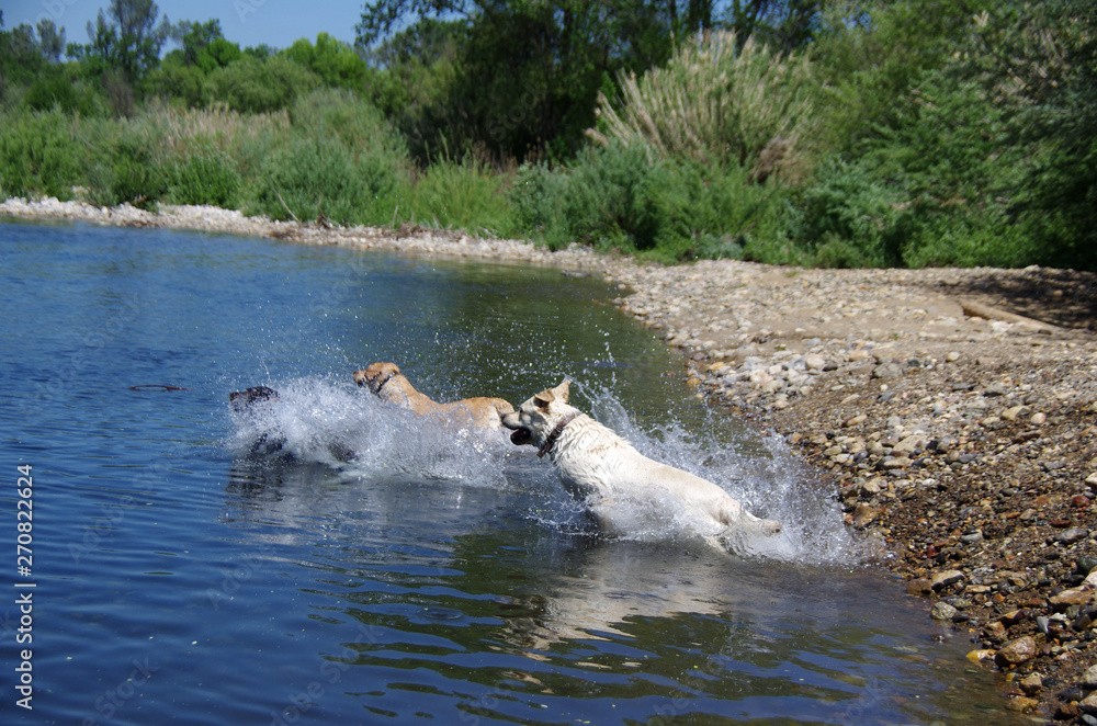 Naklejka premium Labrador Retrievers splashing into Water