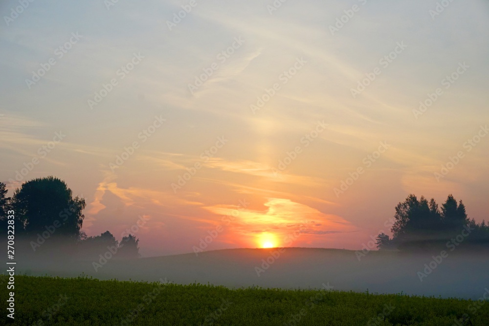 Yellow rape field early in the morning with trees in the fog, sunrise