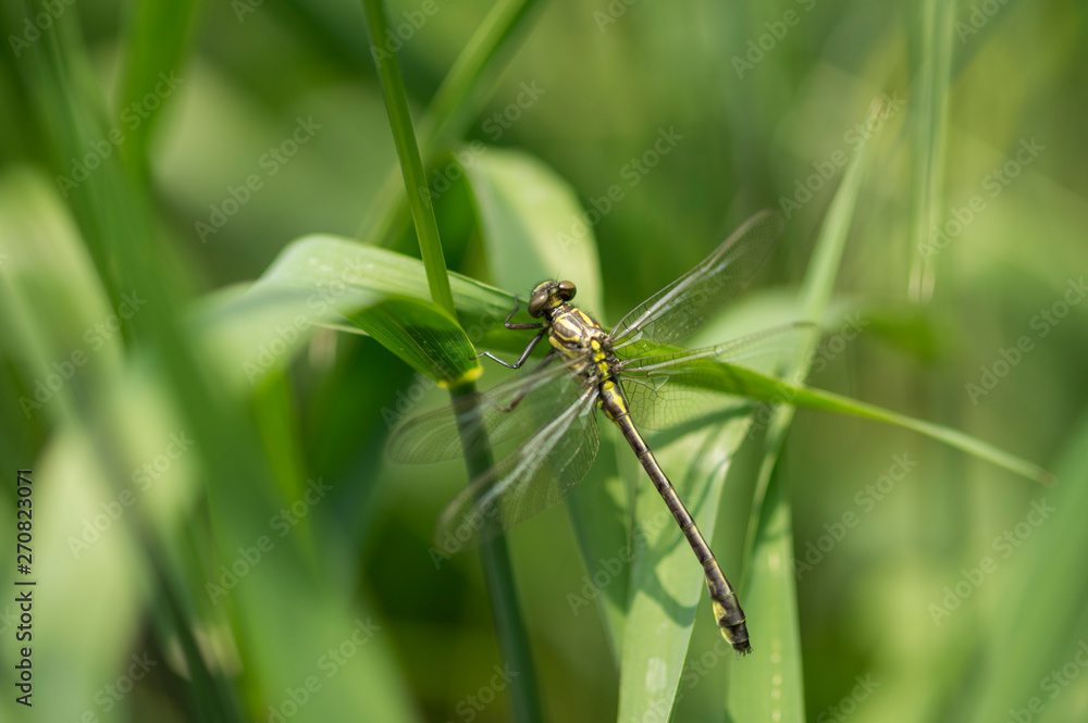 Fototapeta premium ミヤマサナエ