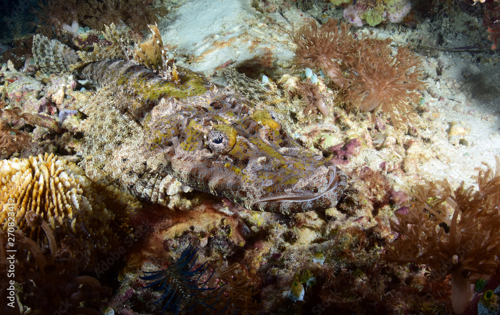 Crocodile Flathead Fish - Cymbacephalus beauforti. Underwater dangerous predator. Diving, wide angle underwater photography. Raja Ampat, Indonesia. Crocodile Flathead Fish - Cymbacephalus beauforti. Underwater dangerous predator. Diving, wide angle underwater photography. Raja Ampat, Indonesia.