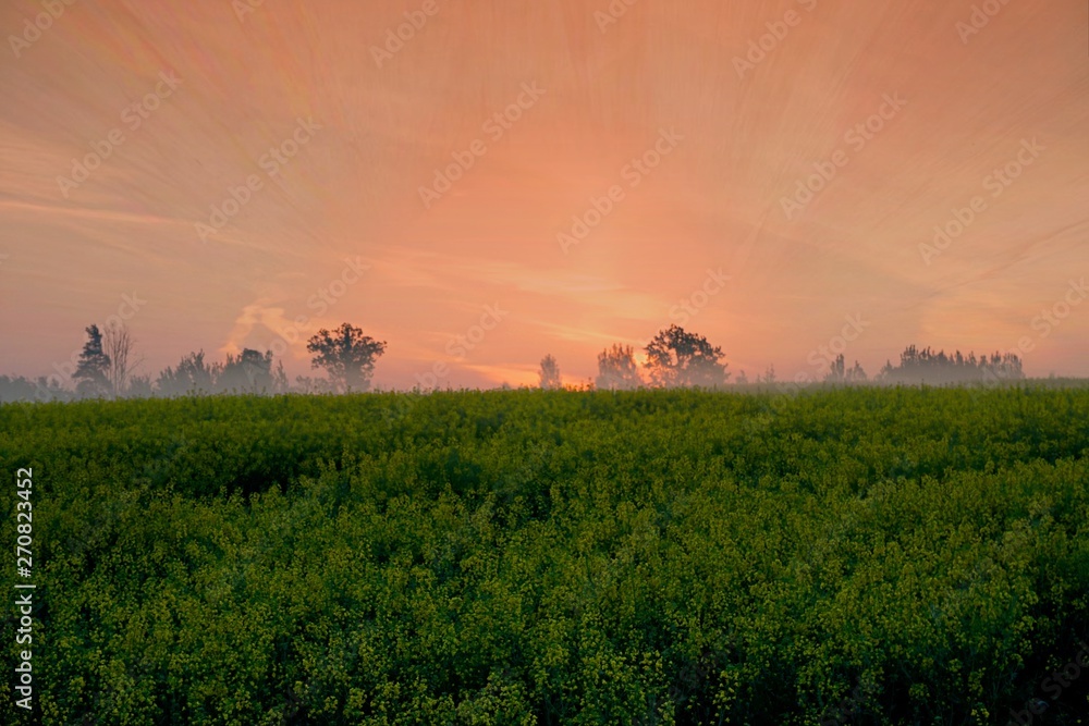 Fototapeta premium Yellow rape field early in the morning with trees in the fog, sunrise