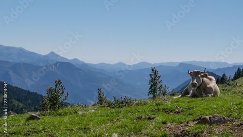 A resting cow on the green fields at the top of the mountains under a clear and blue sky.