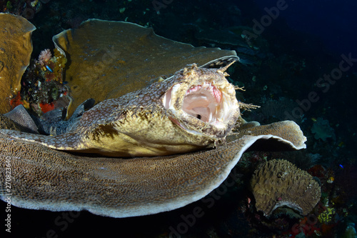 Underwater world - Tasselled wobbegong - Eucrossorhinus dasypogon. Diving and underwater photography. Raja Ampat  Indonesia.