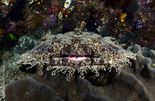 Underwater world - Tasselled wobbegong - Eucrossorhinus dasypogon. Diving and underwater photography. Raja Ampat, Indonesia. photo