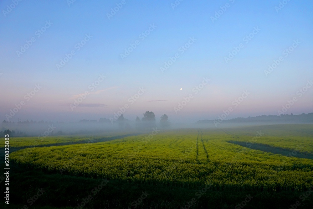 Yellow rape field early in the morning with trees in the fog, sunrise Yellow rape field early in the morning with trees in the fog, sunrise