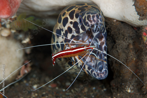 Fotografie Underwater world - underwater symbiosis - Spotted Moray Eel - Gymnothorax isingteena and White-striped cleaner shrimp - Lysmata amboinensis live together at the cleaning station