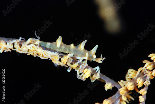 Dragon shrimp - Miropandalus hardingi. Macro underwater world. Tulamben, Bali, Indonesia.