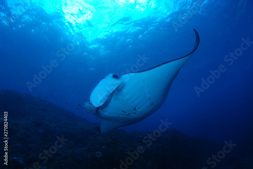 Amazing underwater world - Manta Rays. Bali, Nusa Penida island, Raja Ampat. Clear blue sea. 