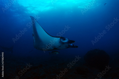 Amazing underwater world - Manta Rays. Bali, Nusa Penida island, Raja Ampat. Clear blue sea. 