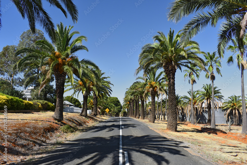 Palm Avenue at Barossa Valley, Seppeltsfield, South Australia, SA, Australia