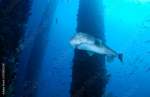 Porcupineﬁsh under the jetty. Underwater world, wide angle photography. Padang Bay, bali, Indonesia. 