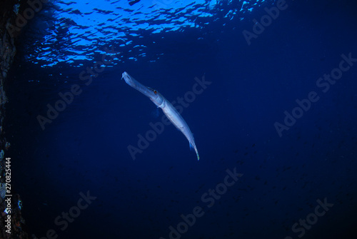 Underwater world - Long Trumpetfish under the jetty. Blue underwater background. Wide angle photography. Padang Bay, Bali, Indonesia. 