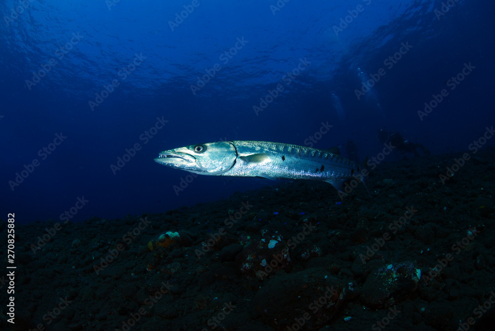 Underwater world - Sphyraena barracuda - Great barracuda. Liberty wreck. Tulamben, Bali, Indonesia. Underwater world - Sphyraena barracuda - Great barracuda. Liberty wreck. Tulamben, Bali, Indonesia.