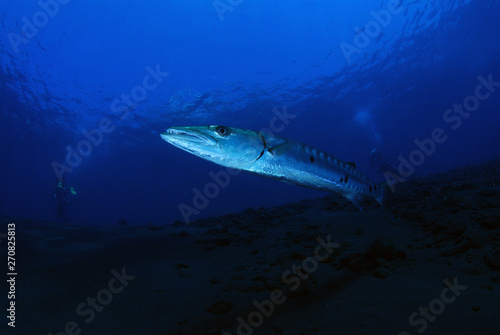 Underwater world - Sphyraena barracuda - Great barracuda. Liberty wreck. Tulamben, Bali, Indonesia.  © diveivanov