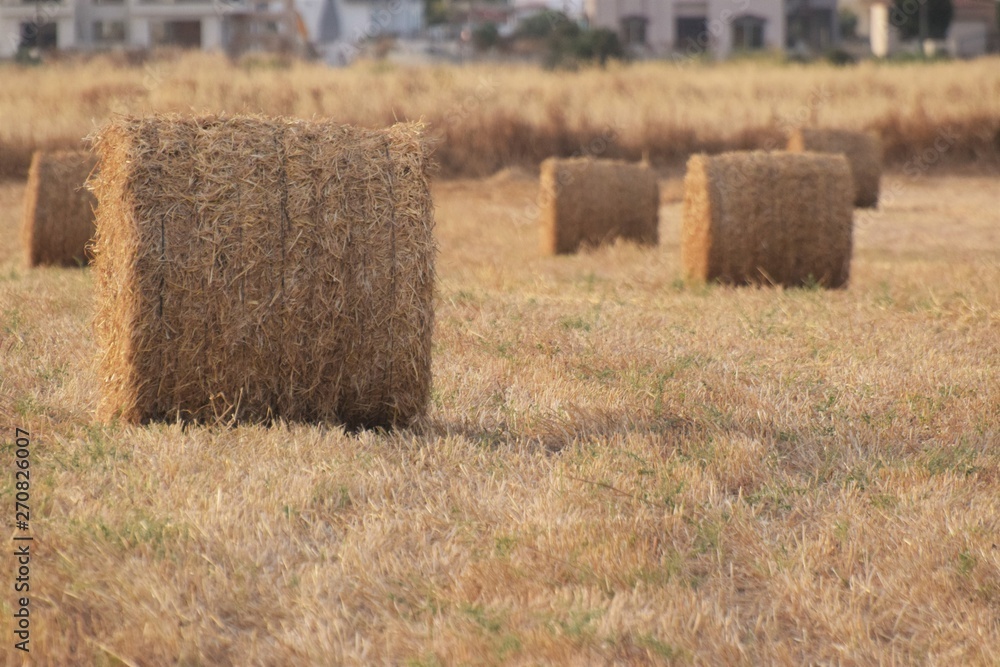 Autumn field of hay background