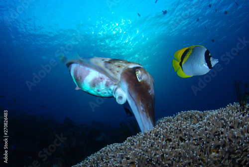 Incredible Underwater World - Cuttlefish. Blue ocean. Tulamben, Bali, Indonesia.