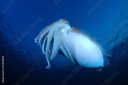 Incredible Underwater World - Cuttlefish. Blue ocean. Tulamben, Bali, Indonesia. photo