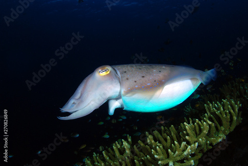 Incredible Underwater World - Cuttlefish. Blue ocean. Tulamben, Bali, Indonesia. © diveivanov