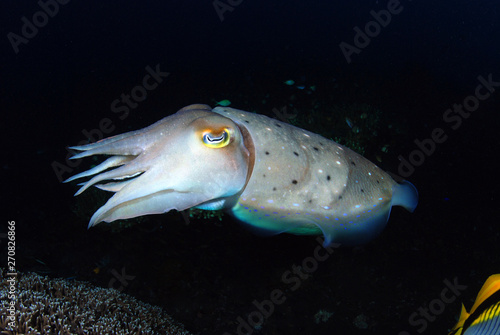 Incredible Underwater World - Cuttlefish. Blue ocean. Tulamben  Bali  Indonesia.