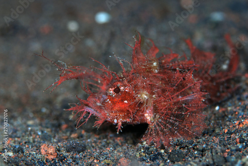 Incredible underwater world - Pteroidichthys amboinensis - Ambon scorpionfish. Tulamben  Bali  Indonesia.