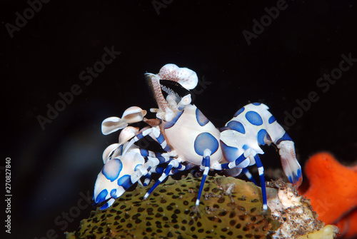 Incredible underwater world - Hymenocera picta - Harlequin shrimp. Eating/feeding starfish. Underwater macro photography. Tulamben, Bali, Indonesia.  photo