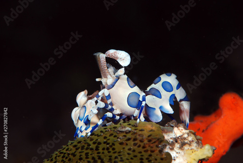 Incredible underwater world - Hymenocera picta - Harlequin shrimp. Eating/feeding starfish. Underwater macro photography. Tulamben, Bali, Indonesia.  photo